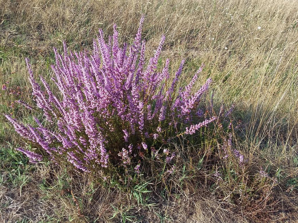 Lac Et Nature Sanguinet Pokoj fotografie